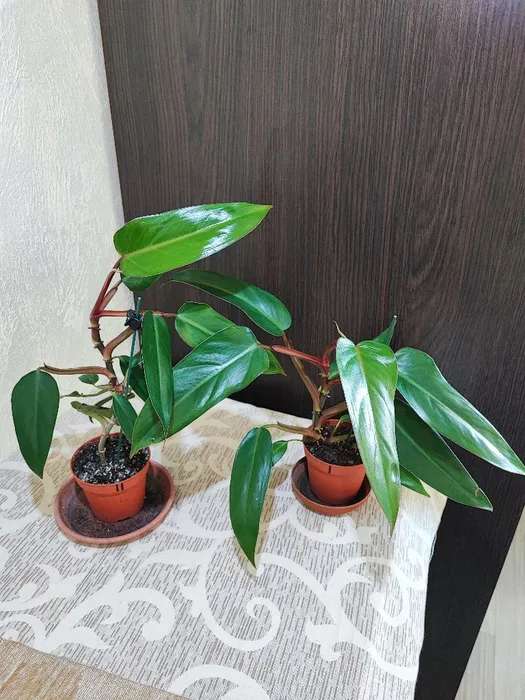 🌿 Філодендрон (erubescens)