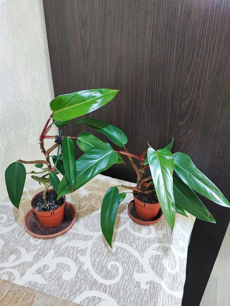 🌿 Філодендрон (erubescens)