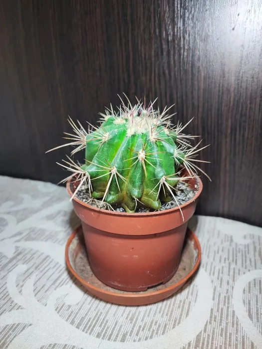 Кактус (ferocactus, tephrocactus)
