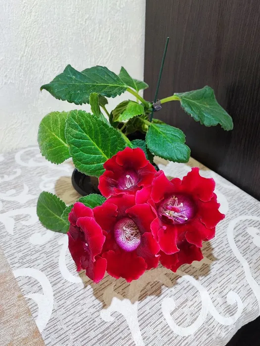 Сіннінгія (speciosa avanti scarlet)