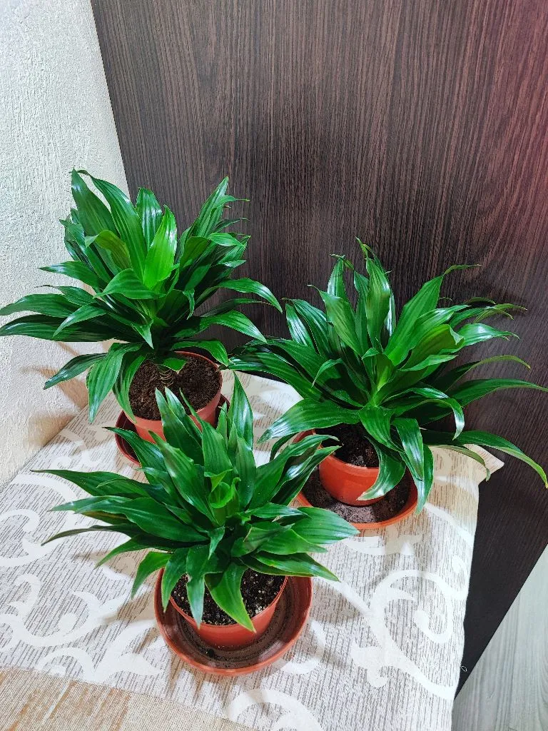 🌿 Драцена запашна компакта (dracaena fragrans compacta)