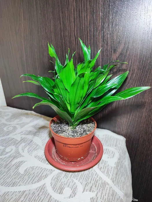 🌿 Драцена запашна компакта (dracaena fragrans compacta, dorado)