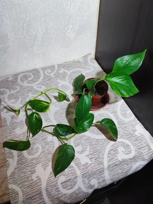🌿 Епіпремнум (marble queen, happy leaf, njoy, neon, golden, aureum)