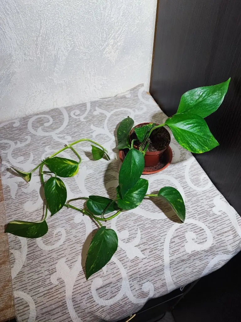 🌿 Епіпремнум (marble queen, happy leaf, njoy, neon, golden, aureum)