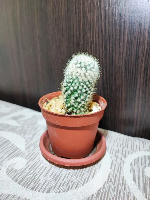 Кактус (mammillaria)