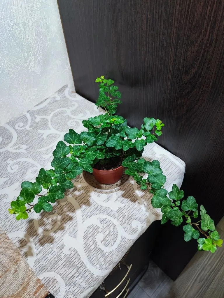 🌿 Плющ звичайний варієгатний (hedera helix variegata wonder)