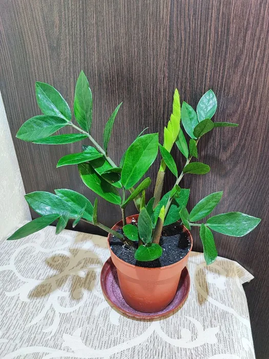 Заміокулькас замієлистий (zamioculcas zamiifolia, raven)