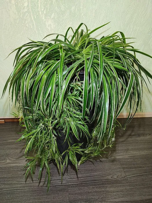 🌿 Хлорофітум Чубатий Оушен XXXL (chlorophytum comosum ocean)