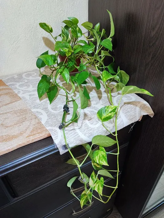 🌿 Епіпремнум (marble queen, happy leaf, neon)