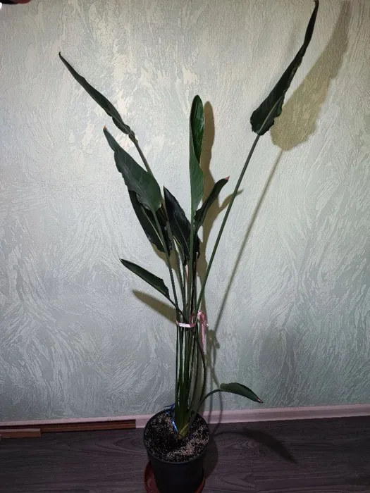 🌿 Стреліція королівська (strelitzia reginae)