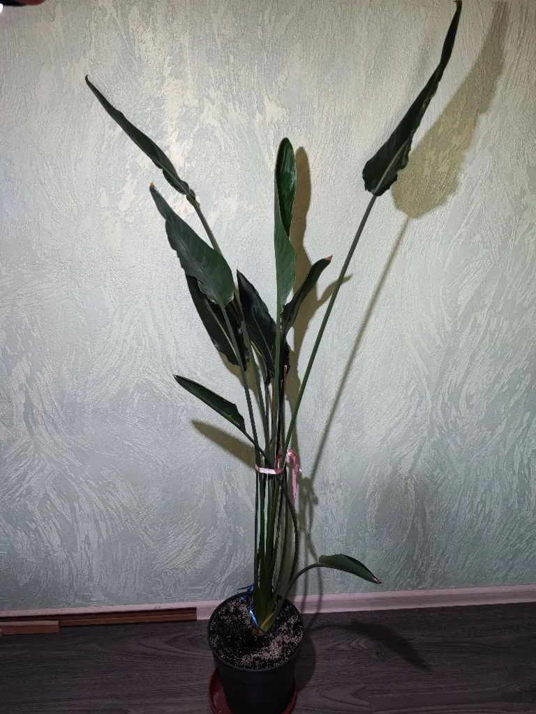 🌿 Стреліція королівська (strelitzia reginae)