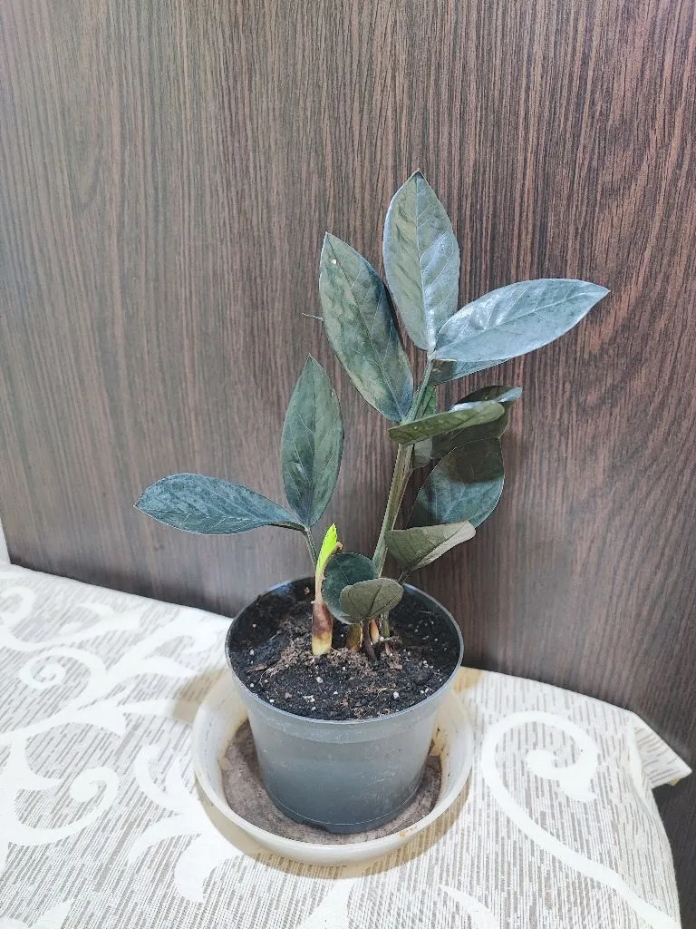 Заміокулькас замієлистий (zamioculcas zamiifolia, raven)