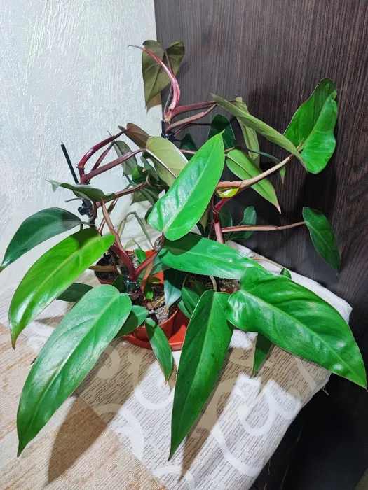 🌿 Філодендрон (erubescens, birkin, brasil)