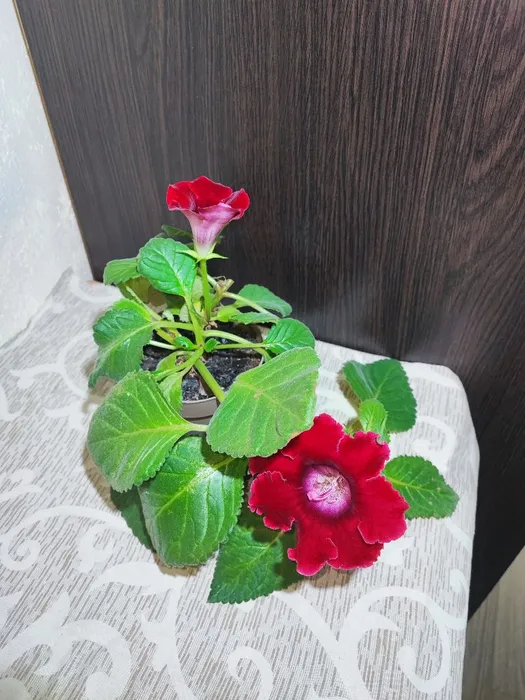 Сіннінгія (speciosa avanti scarlet, blue with white)