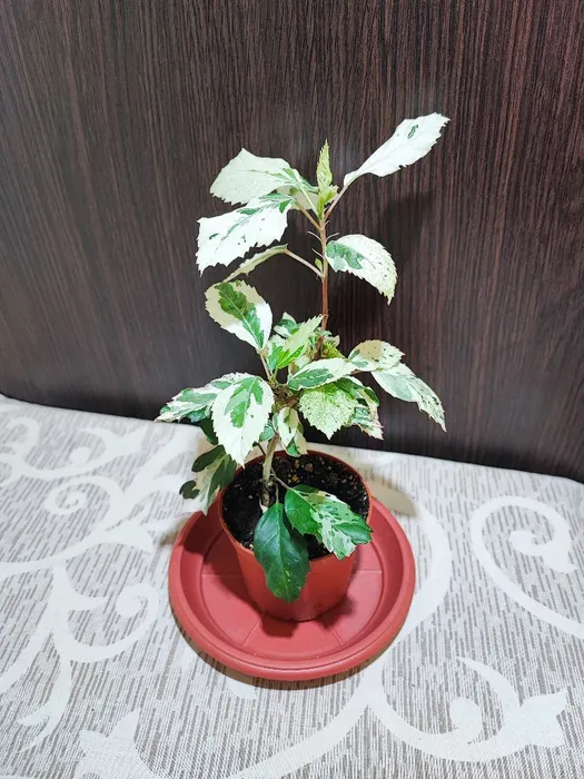 🌿 Гібіскус Снігова королева (hibiscus rosa-sinensis variegata snow queen)
