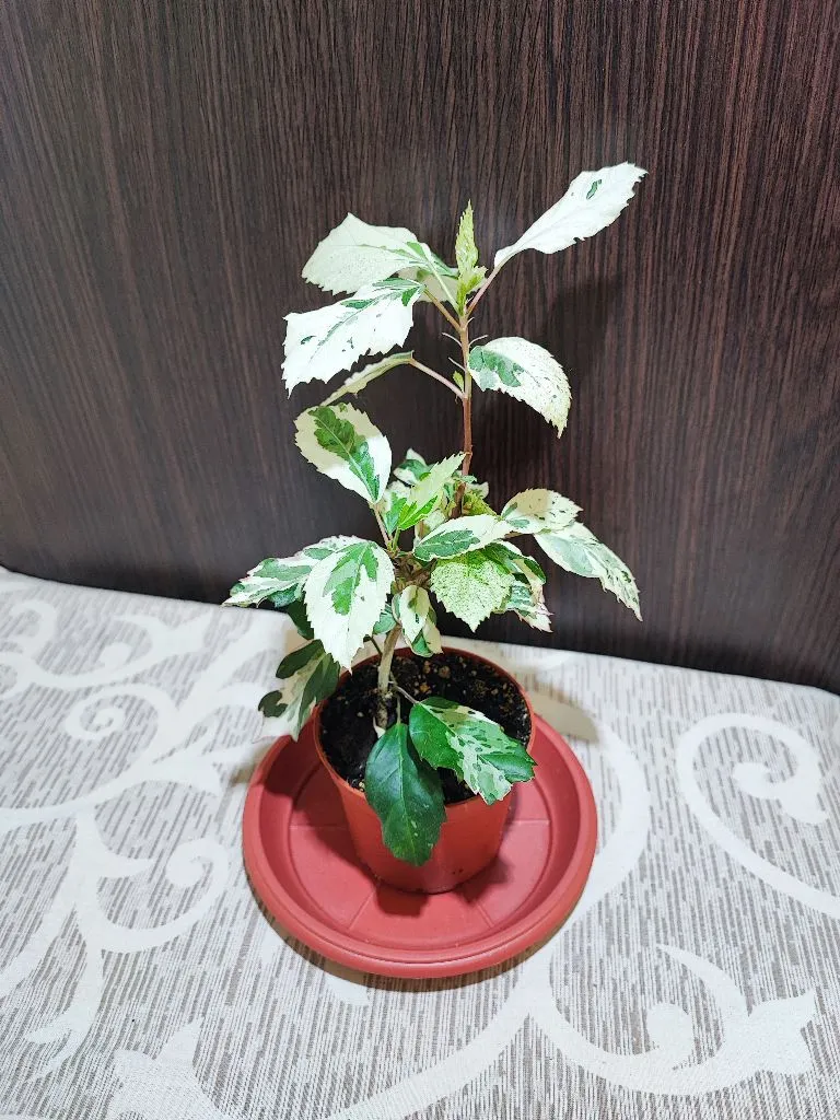 🌿 Гібіскус Снігова королева (hibiscus rosa-sinensis variegata snow queen)