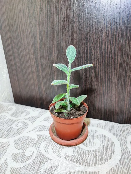 🌿 Каланхое повстисте (kalanchoe tomentosa)