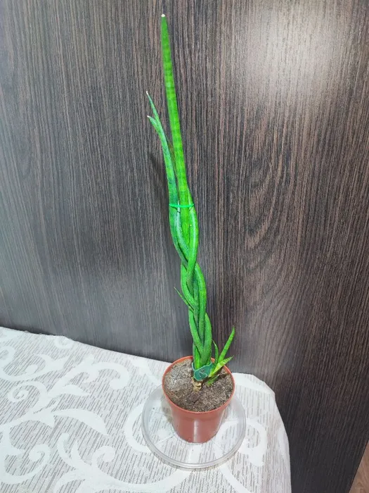 Сансевієрія (sansevieria trafasciata laurentii, zeylanica, digitorum)