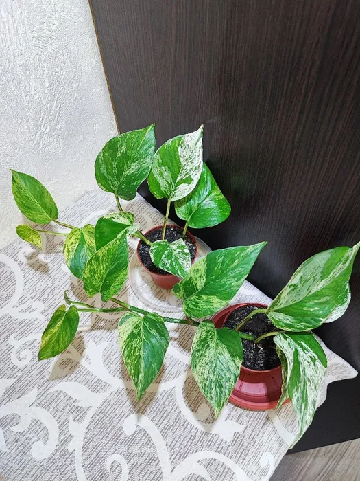 🌿 Епіпремнум золотистий (marble queen)