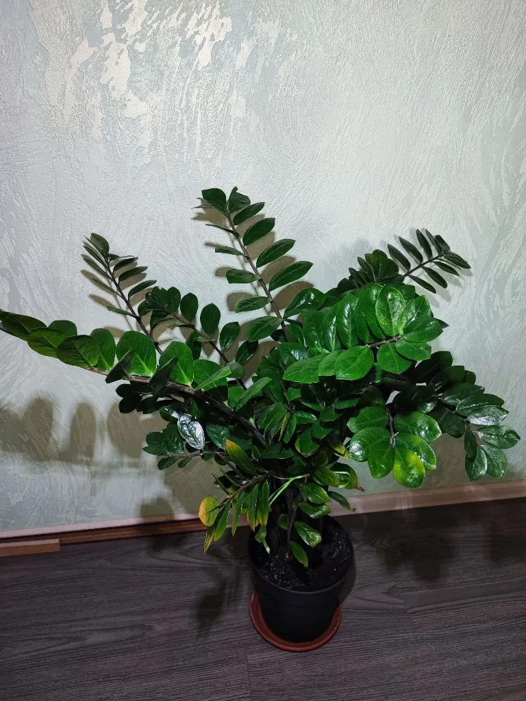 Заміокулькас замієлистий (zamioculcas zamiifolia, raven, zenzi)
