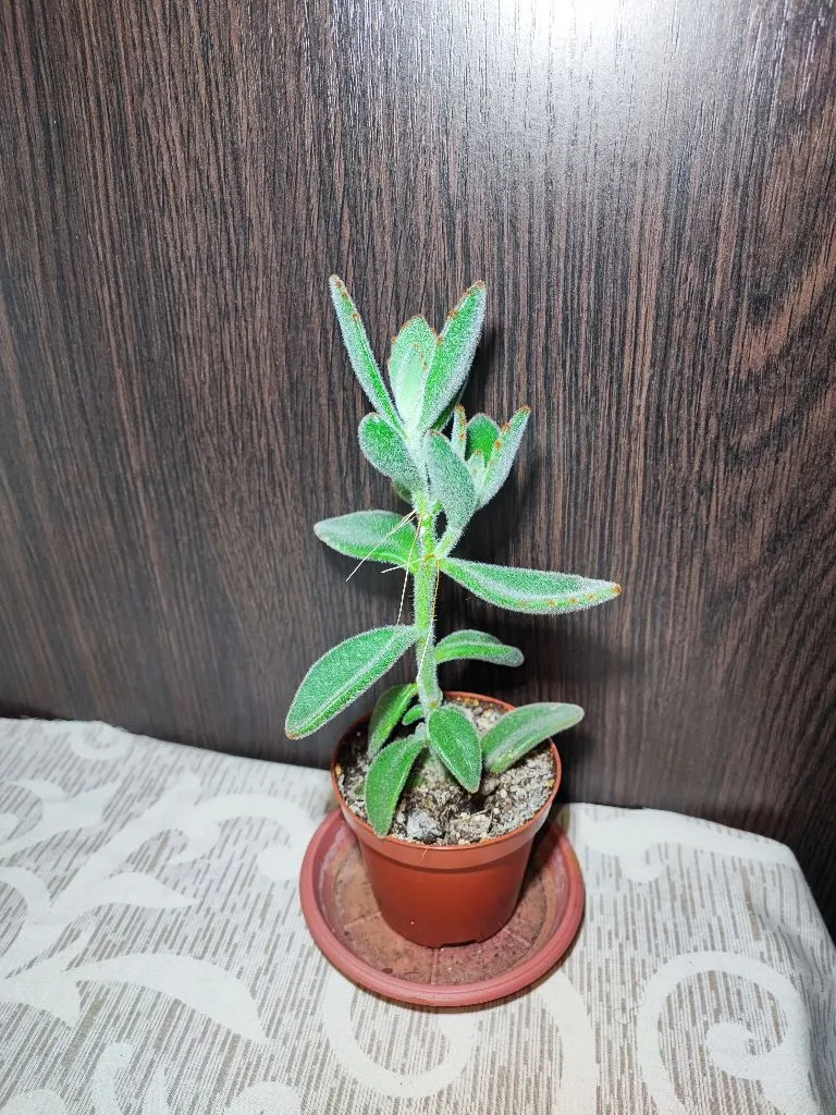 🌿 Каланхое повстисте (kalanchoe tomentosa)