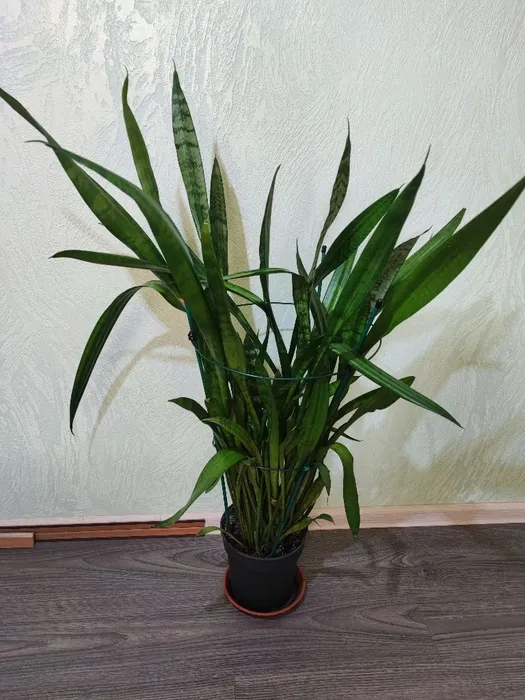 Сансевієрія (sansevieria trafasciata laurentii, zeylanica)
