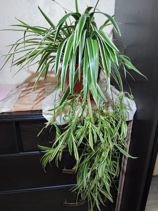 🌿 Хлорофітум Чубатий Оушен XXXL (chlorophytum comosum ocean)