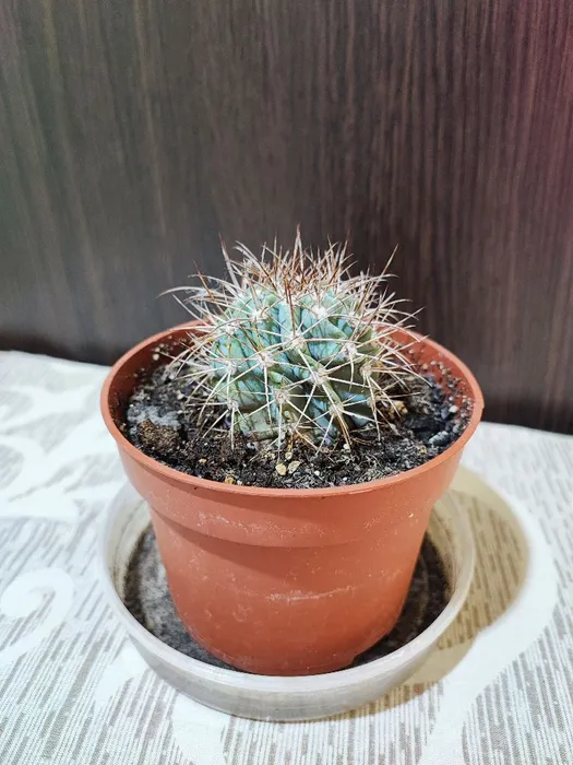 Кактус (mammillaria, ferocactus)