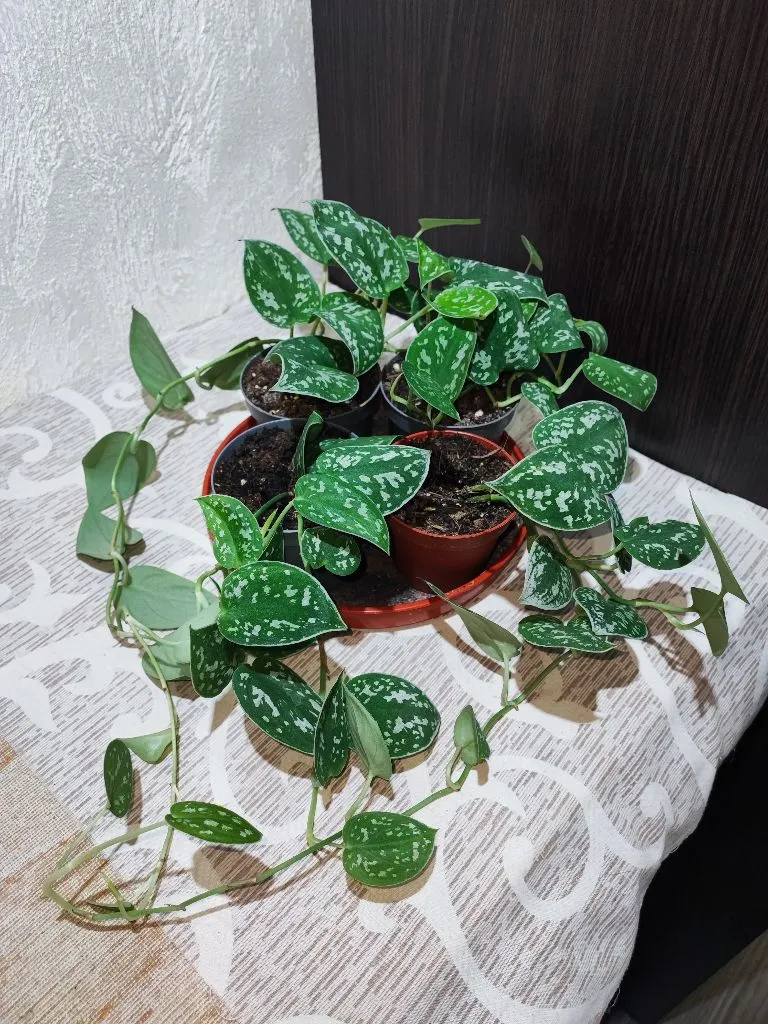 🌿 Сциндапсус (scindapsus pictus argyraeus)