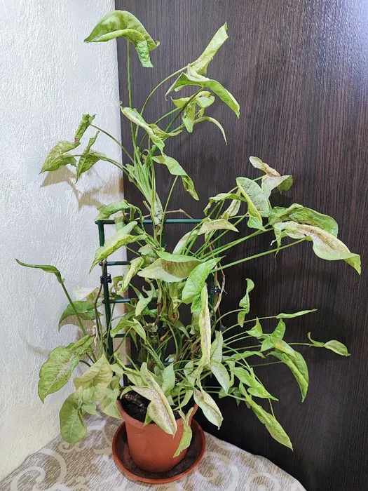 🌿 Сингоніум Конфетті (syngonium podophyllum confetti)