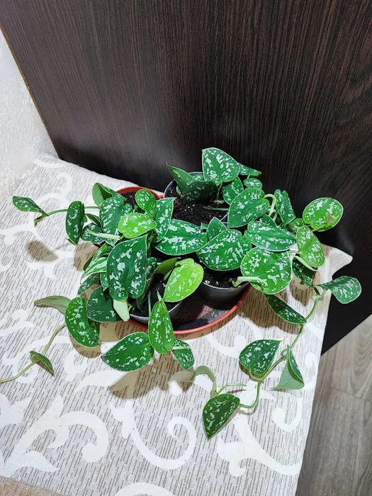 🌿 Сциндапсус розписний Аргіреус (scindapsus pictus argyraeus)