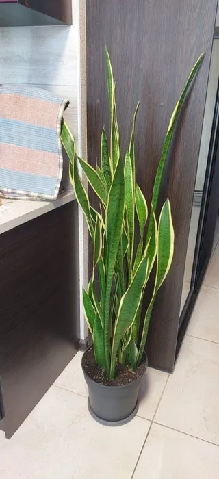 Сансевієрія трисмугова (sansevieria trafasciata laurentii)