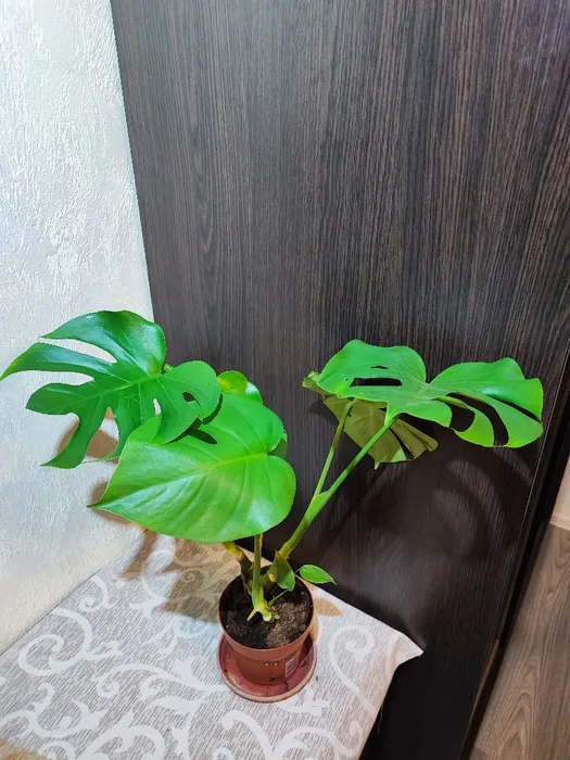 🌿 Монстера делікатесна (monstera deliciosa)