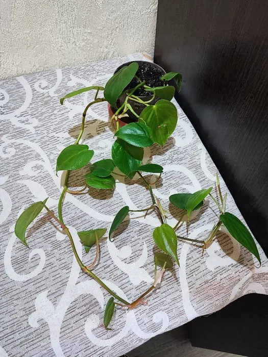 🌿 Філодендрон (erubescens, hederaceum)