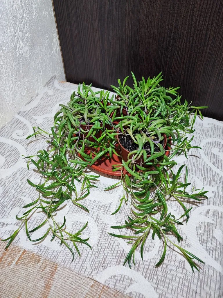 🌿 Оттона капська (crassothonna capensis)